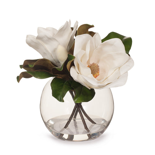 Magnolia Grandiflora in Ball Vase 33cmh - White