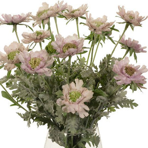 Scabiosa Mix in Vase 55cmh - Pink Lavender