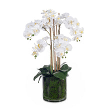 Load image into Gallery viewer, Orchid Phalaenopsis in Vase 70cmh - White