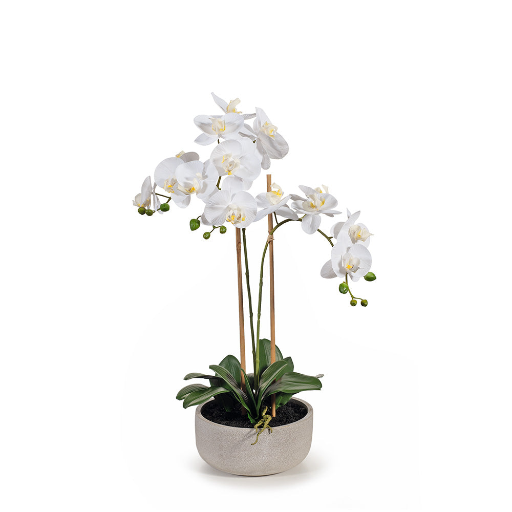Orchid Phalaenopsis in Bowl 64cmh - White