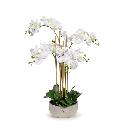 Orchid Phalaenopsis in Bowl 71cmh - White
