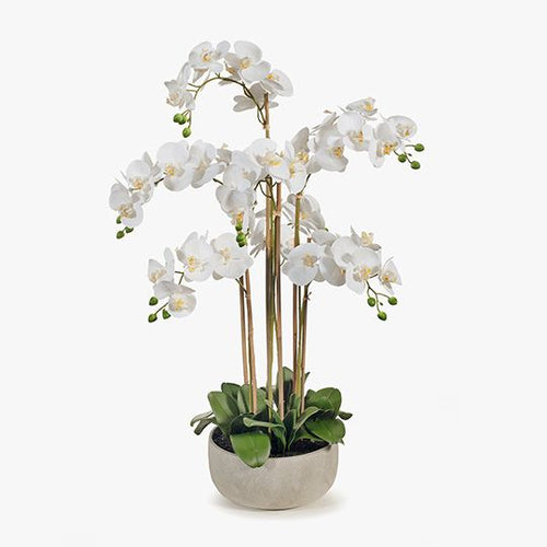 Orchid Phalaenopsis in Bowl 100cmh - White