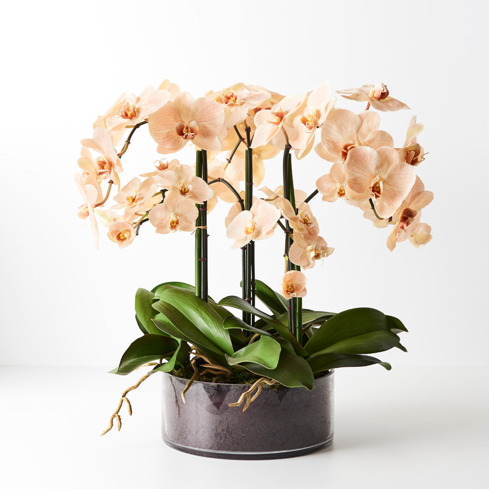 Orchid Phalaenopsis Infused in Bowl 51cmh - Salmon