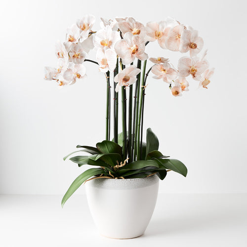 Orchid Phalaenopsis Infused in Pot 76cmh - Latte