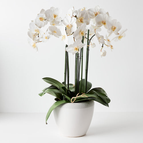 Orchid Phalaenopsis Infused in Pot 76cmh - White
