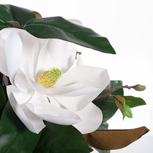 Load image into Gallery viewer, Magnolia Grandiflora Mix in Vase 48cmh - White