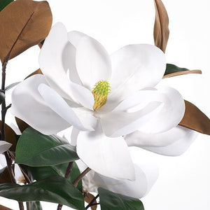 Magnolia Grandiflora Mix in Vase 88cmh - White