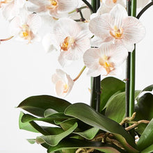 Load image into Gallery viewer, Orchid Phalaenopsis Infused in Bowl 51cmh - Latte
