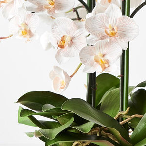 Orchid Phalaenopsis Infused in Bowl 51cmh - Latte