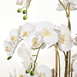 Orchid Phalaenopsis in Bowl 100cmh - White
