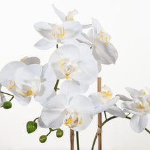 Load image into Gallery viewer, Orchid Phalaenopsis in Bowl 64cmh - White