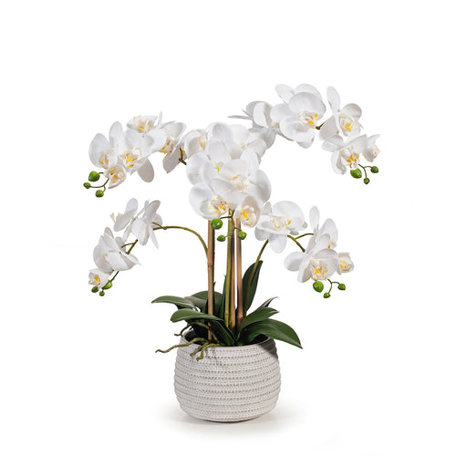 Orchid Phalaenopsis in Pot 53cmh - White