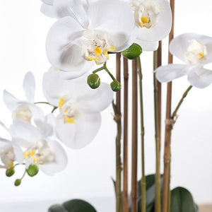 Orchid Phalaenopsis in Vase 70cmh - White