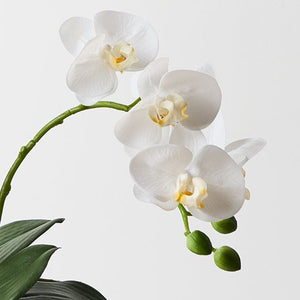 Orchid Phalaenopsis in White Weave Pot 70cmh - White