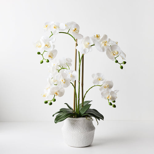 Orchid Phalaenopsis in White Weave Pot 70cmh - White