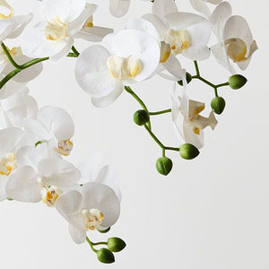 Orchid Phalaenopsis in White Weave Pot 74cmh - White