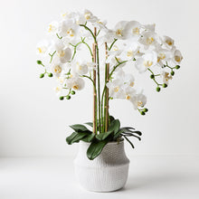 Load image into Gallery viewer, Orchid Phalaenopsis in White Weave Pot 74cmh - White