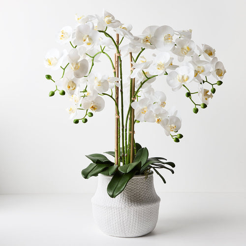 Orchid Phalaenopsis in White Weave Pot 74cmh - White