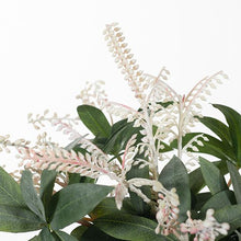 Load image into Gallery viewer, Pieris Japonica Mix in Vase 30cmh - Cream
